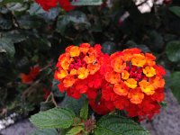 IMG 3196 (1)  Beautiful!